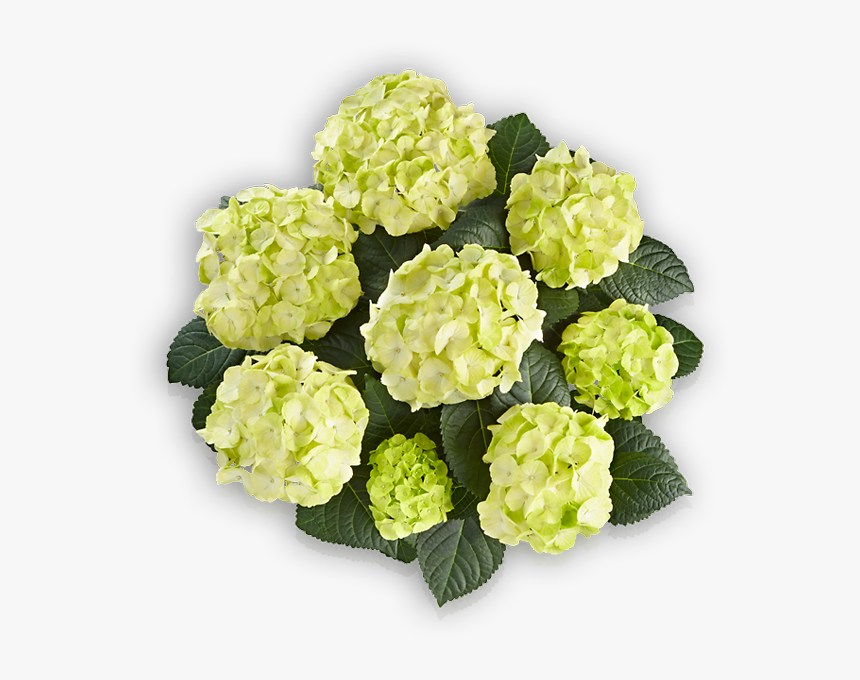 Caipirinha Png, Transparent Png, Free Download