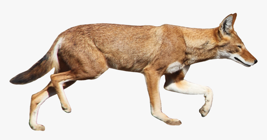 Jackal Png Image File, Transparent Png, Free Download