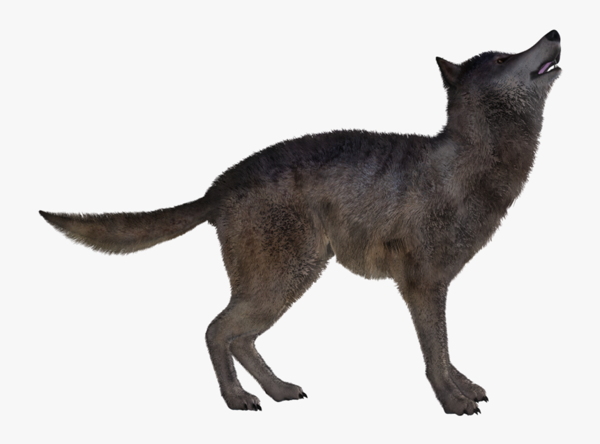 Jackal, Coyote Png, Transparent Png, Free Download