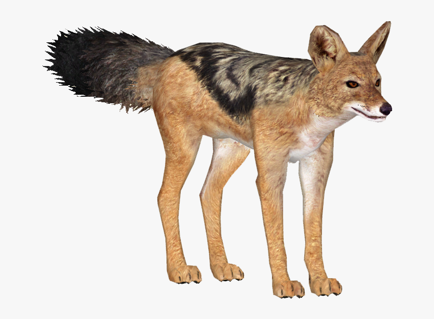 Black Backed Jackal Png , Png Download, Transparent Png, Free Download