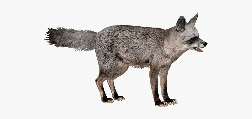 Jackal Png, Transparent Png, Free Download