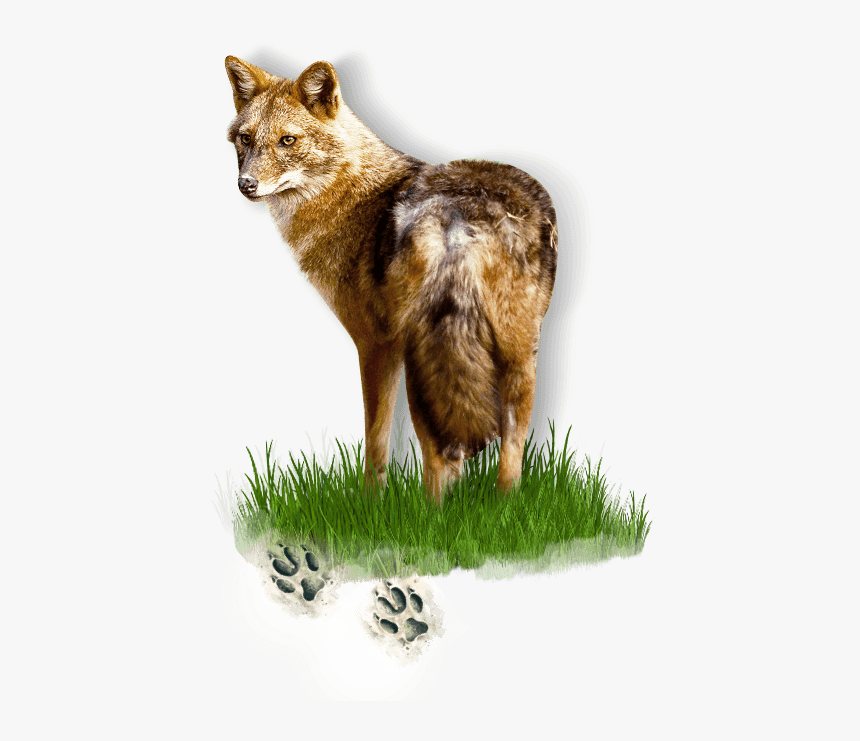 Jackal Png, Transparent Png, Free Download