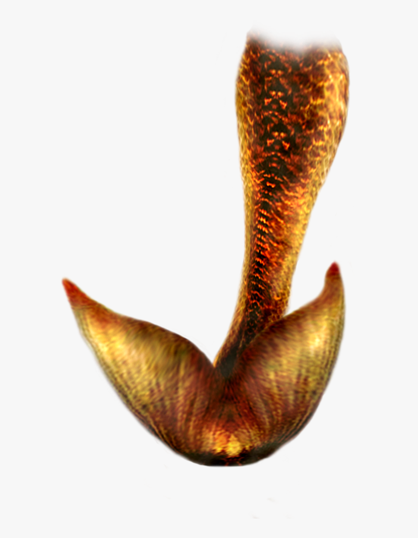 Download Mermaid Tail Png Hd Hq Png Image, Transparent Png, Free Download