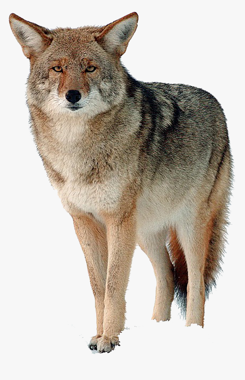 Coyote Png Free Download, Transparent Png, Free Download