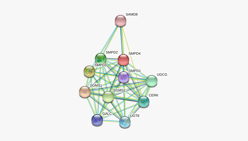 Smpd4 Protein, HD Png Download, Free Download
