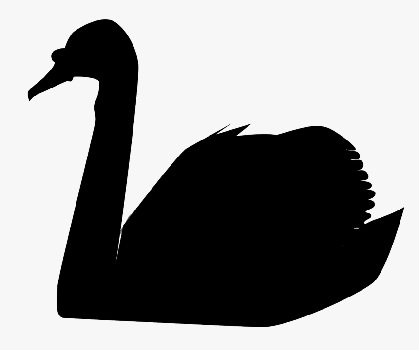 Swan Bird Animal Free Photo, HD Png Download, Free Download