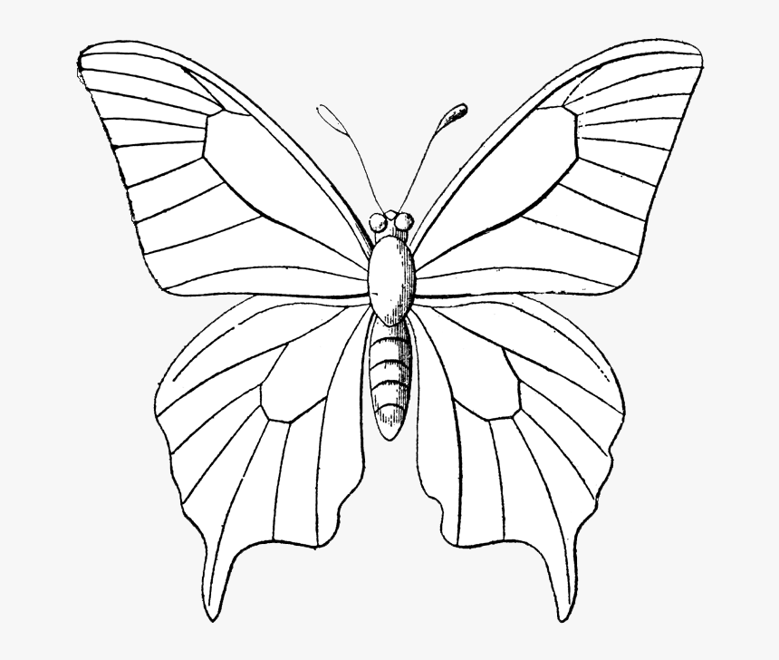 Transparent Bugs Clipart Black And White, HD Png Download, Free Download