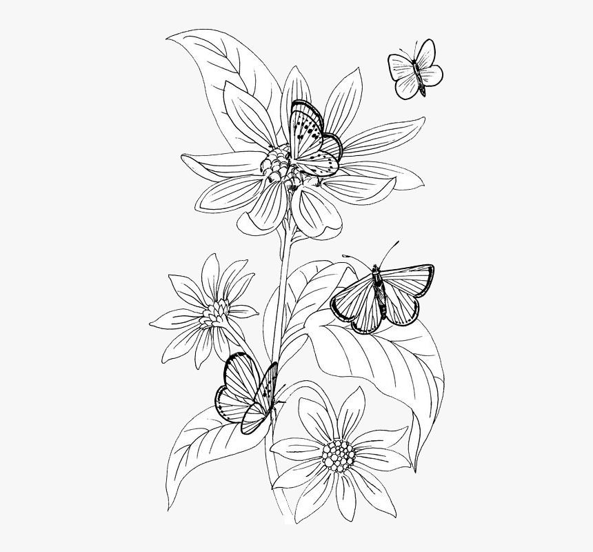 Butterfly Outline Png, Transparent Png, Free Download