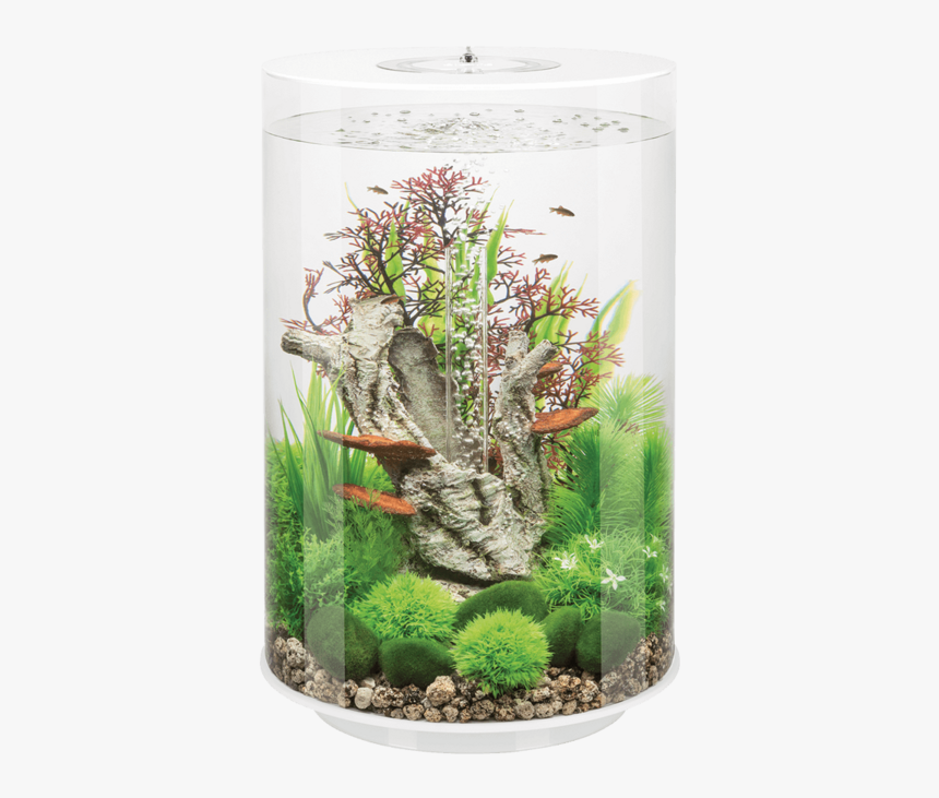 Aquarium Png, Transparent Png, Free Download