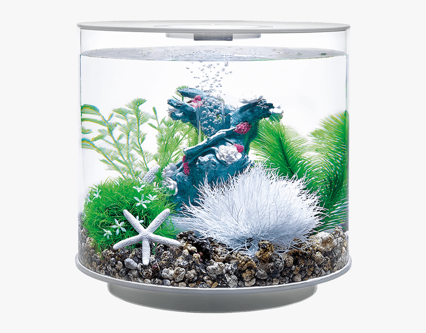 Aquarium Png, Transparent Png, Free Download