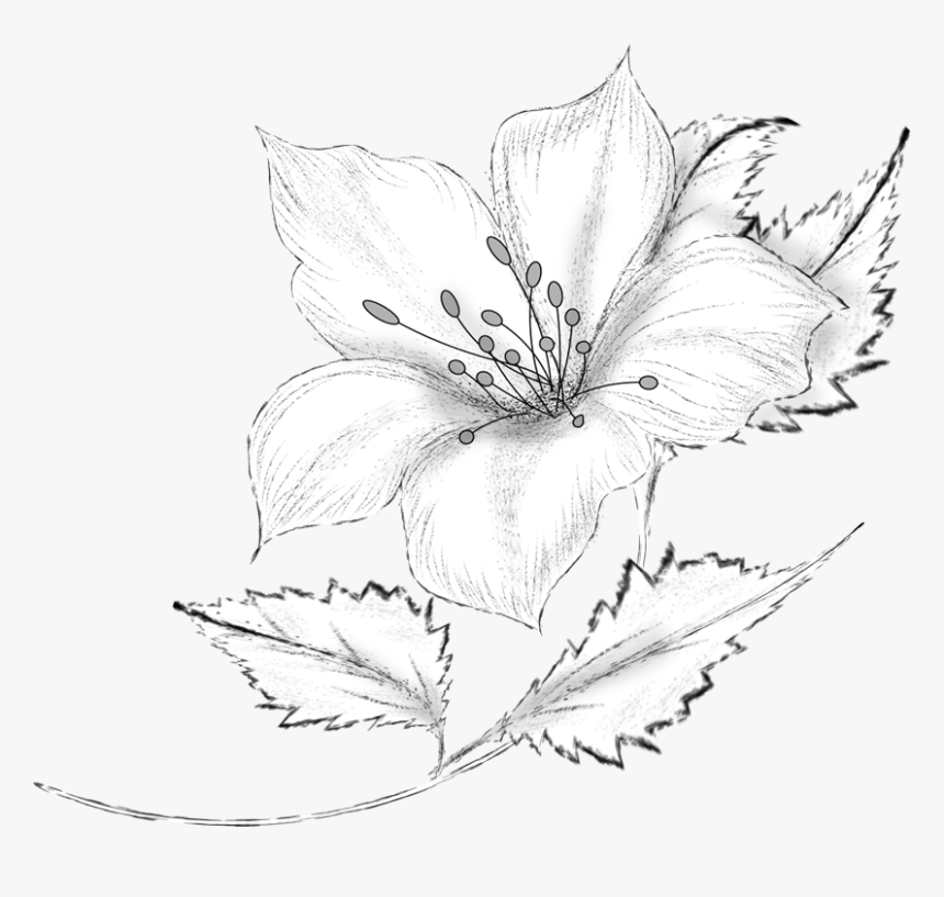 Drawing Decorative By Roula Kantaridou Flowers Vector, HD Png Download, Free Download