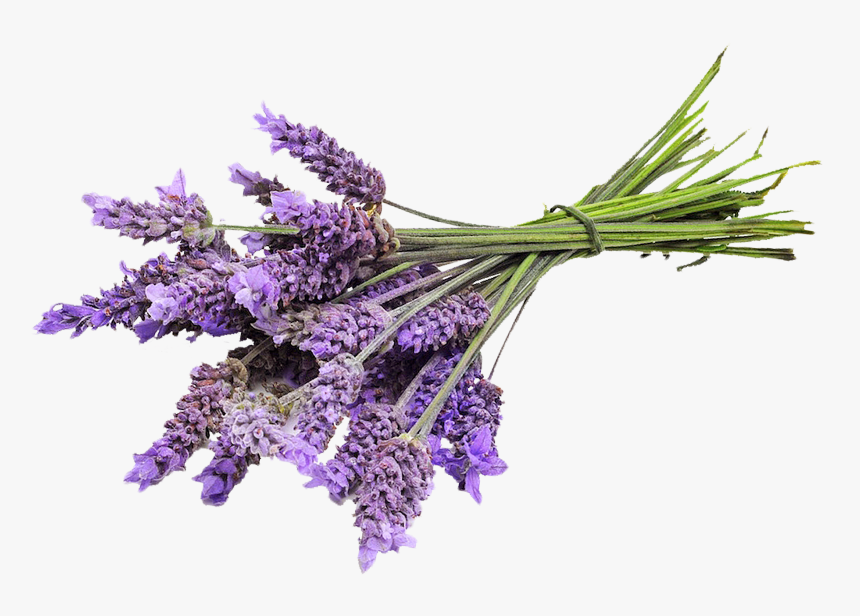 Lavender Plant Png, Transparent Png, Free Download