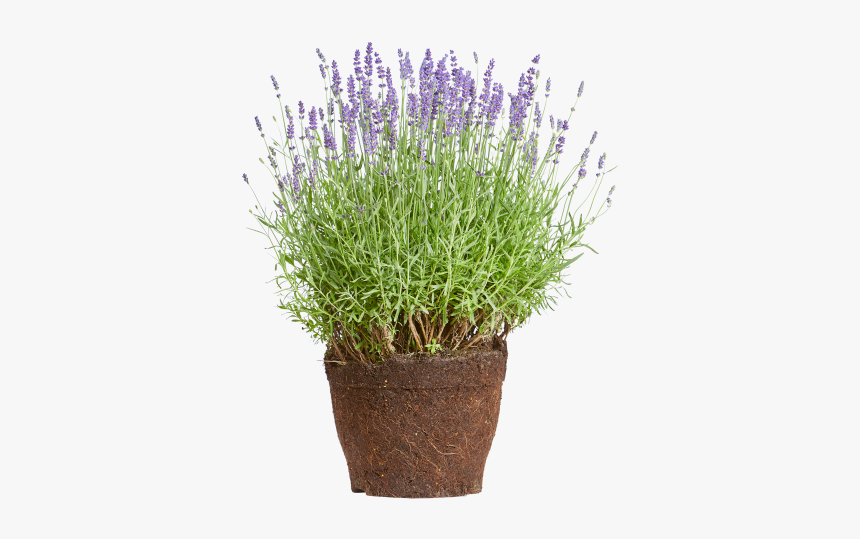 Lavender, HD Png Download, Free Download