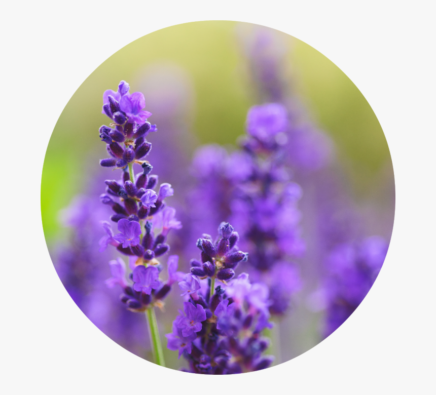 Lavender Plant Png, Transparent Png, Free Download