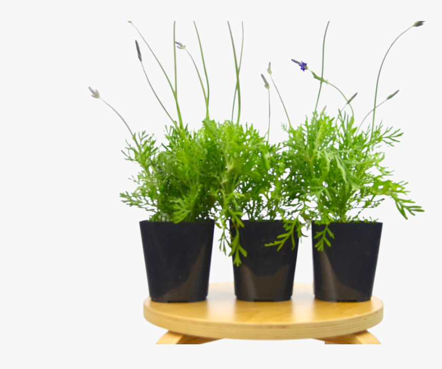 Transparent Lavender Plant Png, Png Download, Free Download