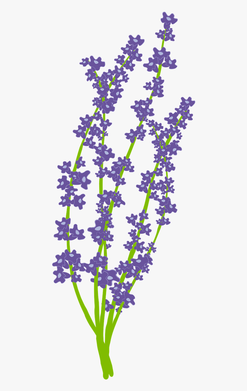 Lavender Flower Nature Free Photo, HD Png Download, Free Download