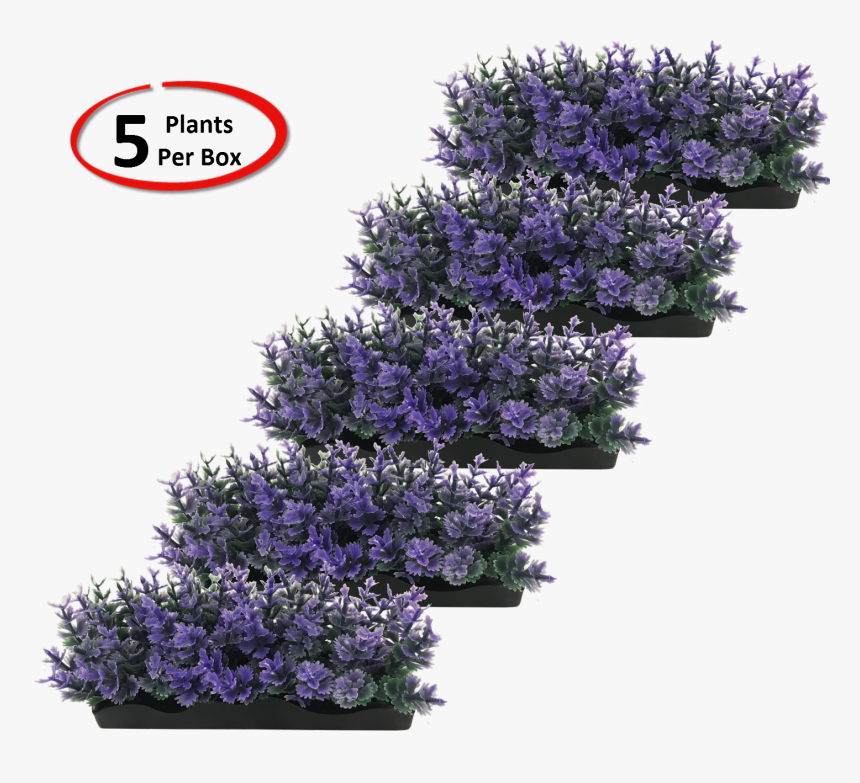 Lavender Plant Png, Transparent Png, Free Download