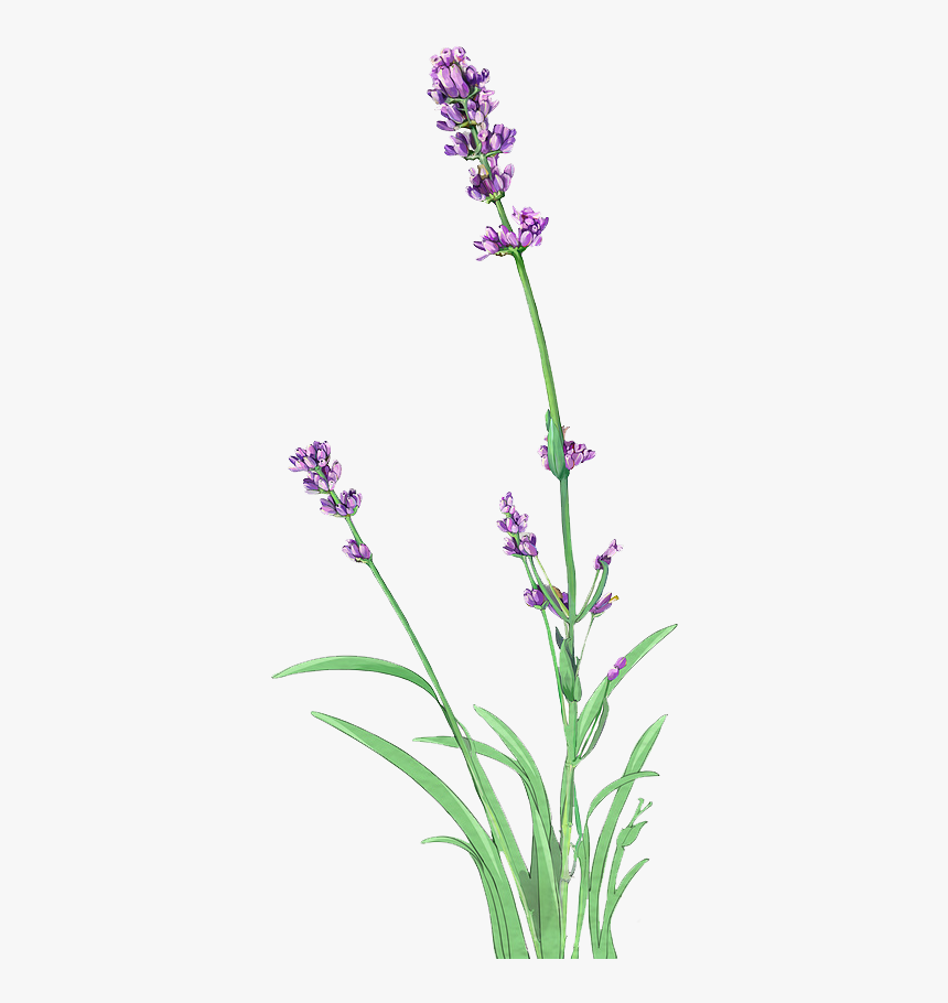 Lavender Plant Png, Transparent Png, Free Download