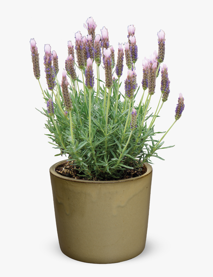 Lavender Plant Png, Transparent Png, Free Download