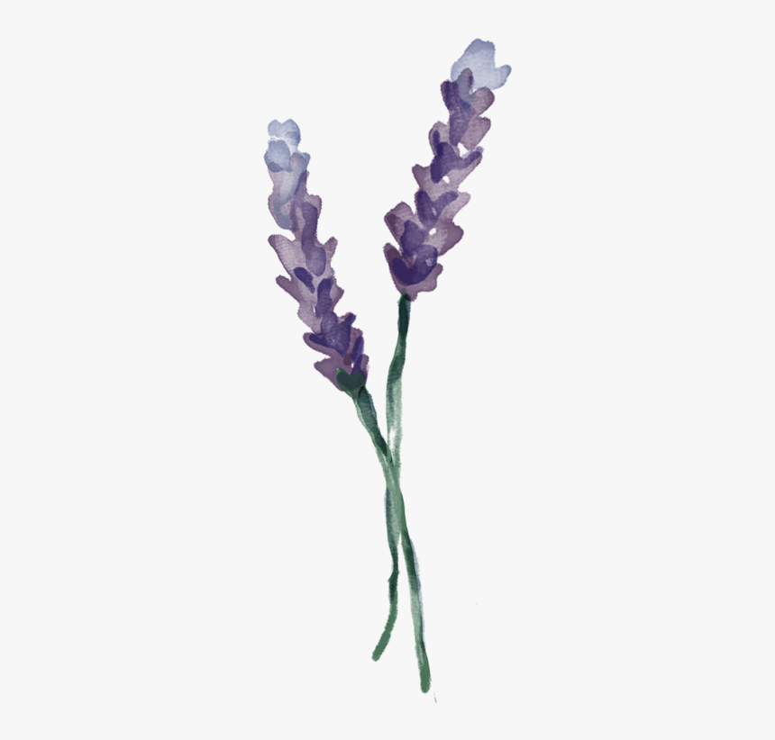 Lavender Plant Png, Transparent Png, Free Download