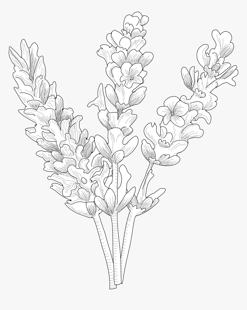 Lavender Plant Png, Transparent Png, Free Download