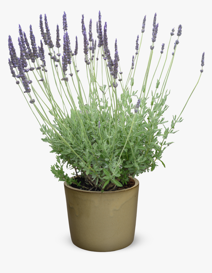 Lavender Plant Png, Transparent Png, Free Download