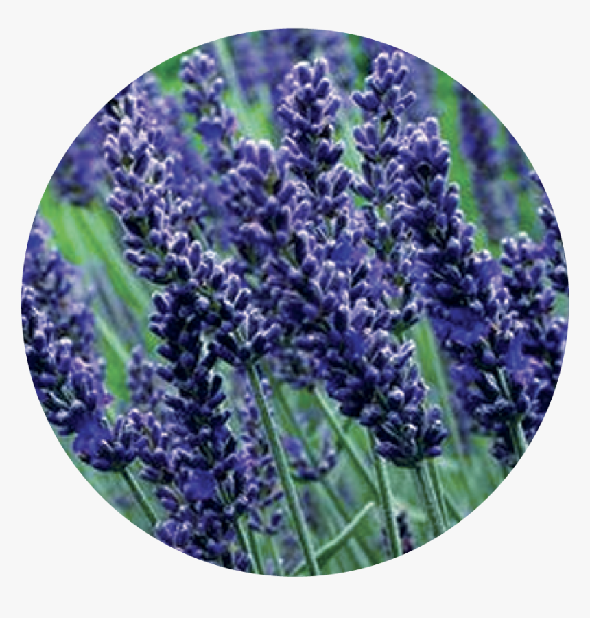 Lavender Plant Png, Transparent Png, Free Download