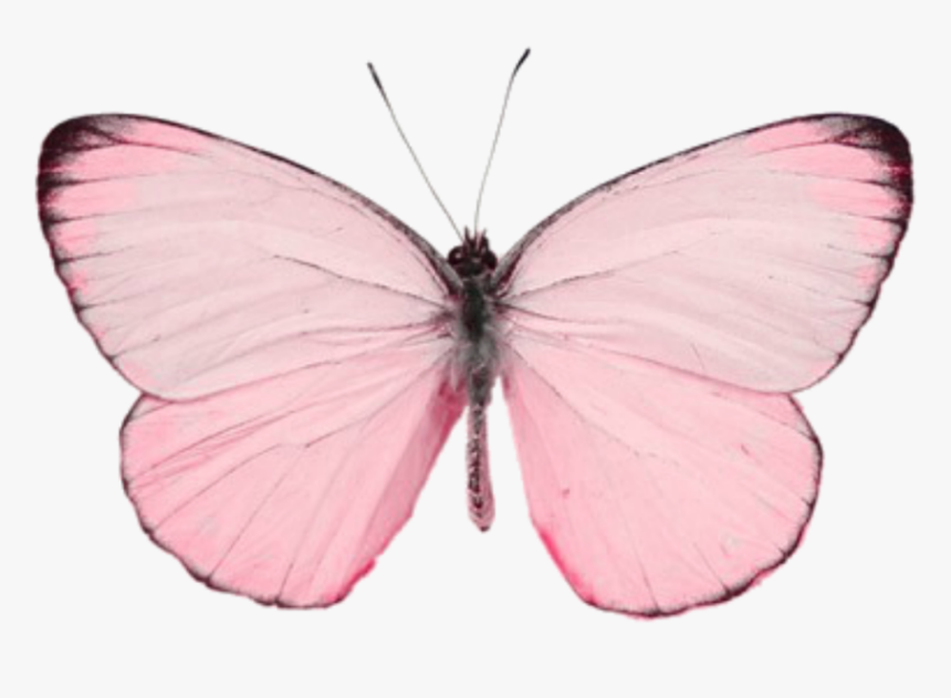 #butterfly #나비 #pink #borboleta #rosa #cute #aesthetic, HD Png Download, Free Download