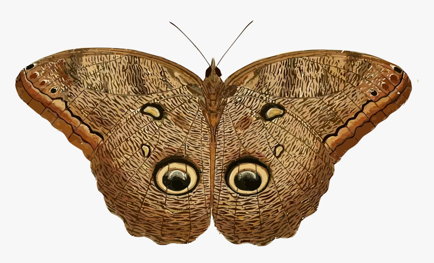 Caligo Eurilochus Clip Arts, HD Png Download, Free Download