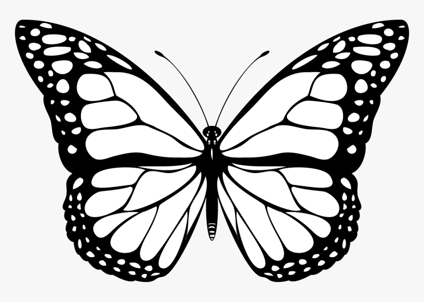 Borboleta Png, Transparent Png, Free Download