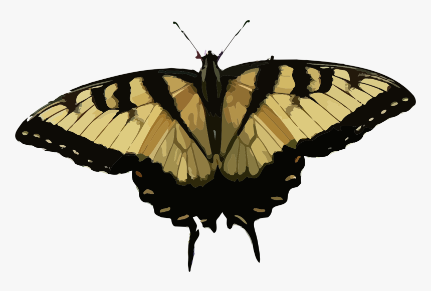 Papilio Glaucus Clip Arts, HD Png Download, Free Download
