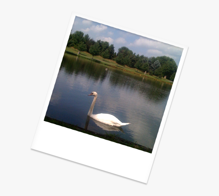 Swan Swimming In Our Beautiful Lake, HD Png Download, Free Download