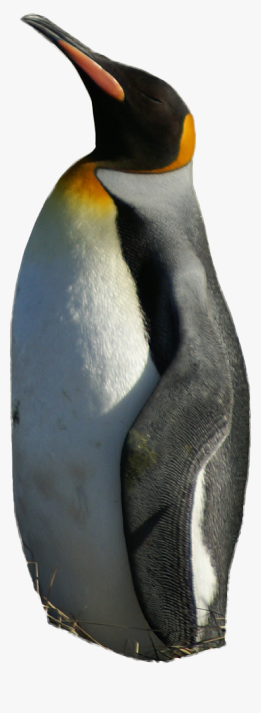 Emperor Penguin Png, Transparent Png, Free Download
