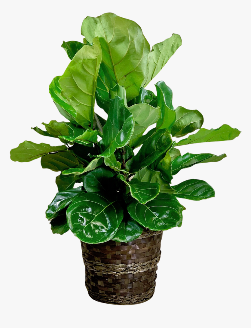 Fabulous Fiddle Leaf Fig, HD Png Download, Free Download