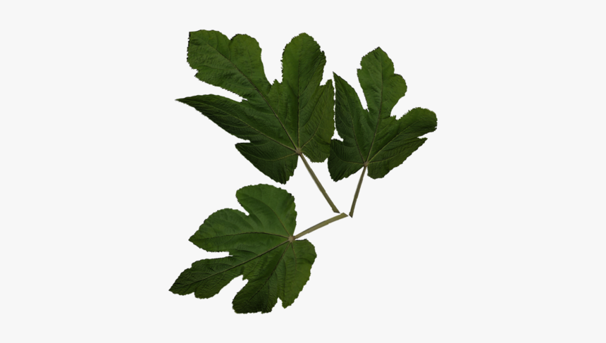Fig Leaf Png, Transparent Png, Free Download