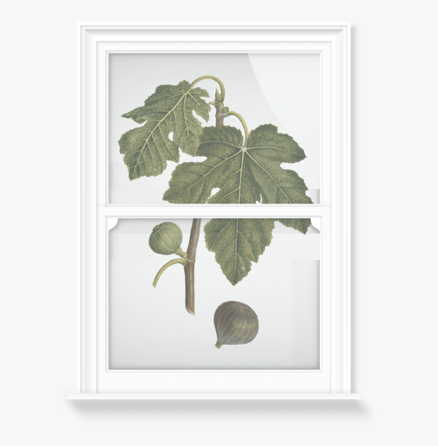 Fig Leaf Png, Transparent Png, Free Download