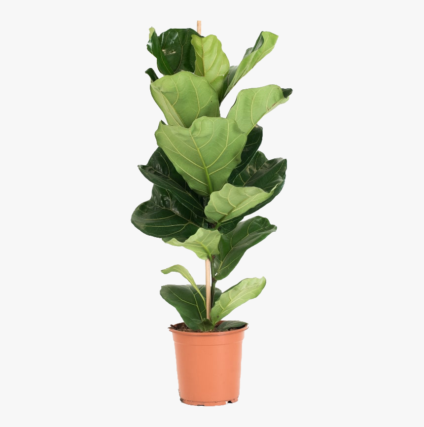 Fig Leaf Png, Transparent Png, Free Download