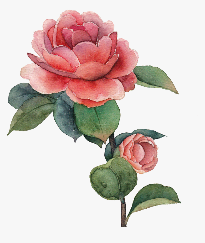 Rose Drawing Watercolor, HD Png Download, Free Download