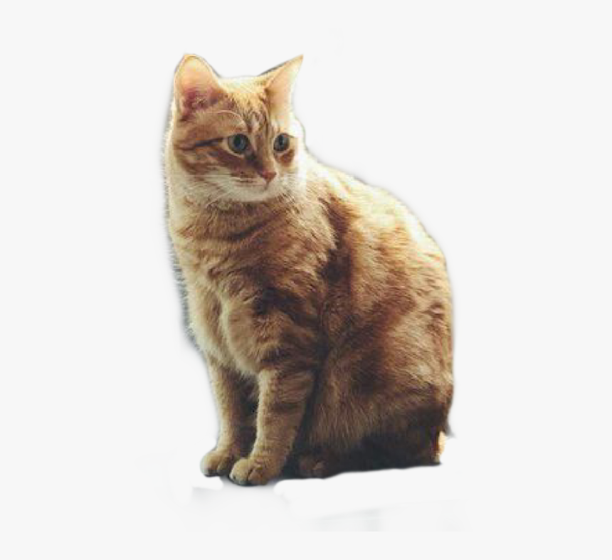 #wilson #gato #gatos #gatoskawaii #cat #cats, HD Png Download, Free Download