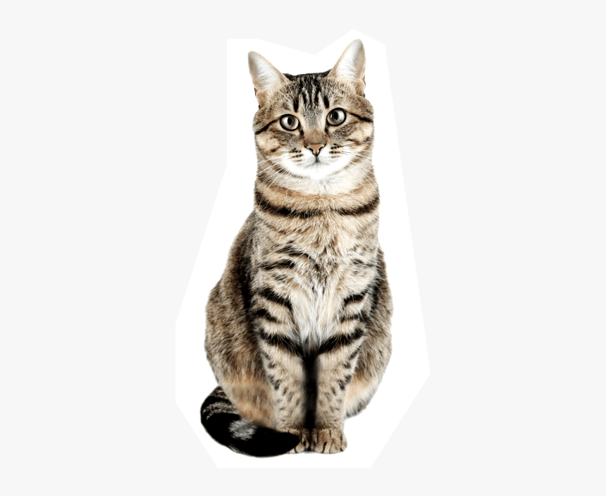 Gatos Png, Transparent Png, Free Download