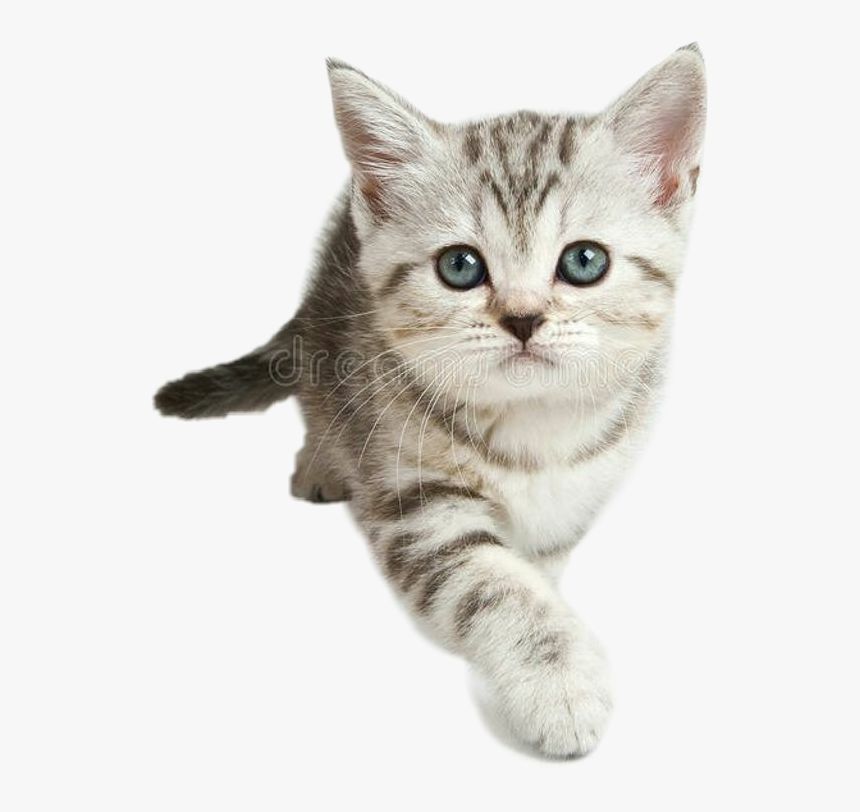 #cat #gato #cat #mascotas #perros #gatos #petstore, HD Png Download, Free Download