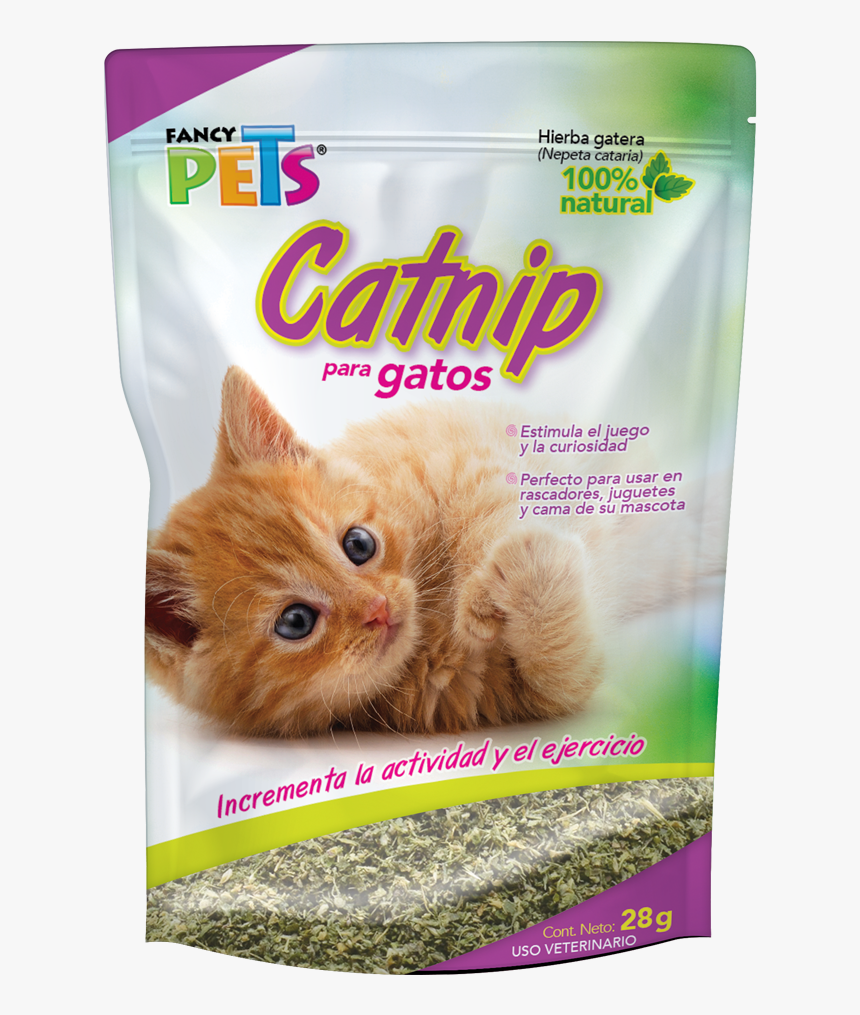 Gatos Png, Transparent Png, Free Download