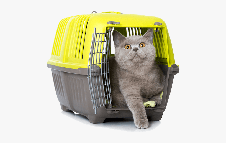 Transportín Gatos Vetplan Facebook, HD Png Download, Free Download