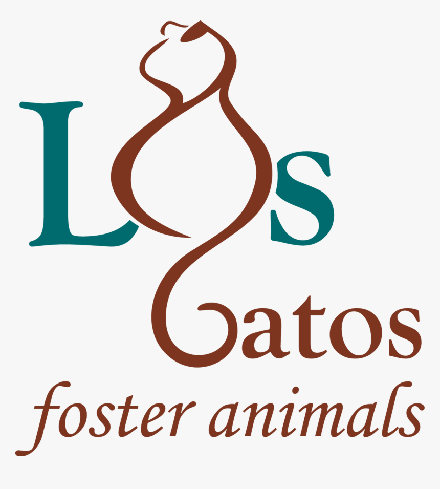 Gatos Png, Transparent Png, Free Download