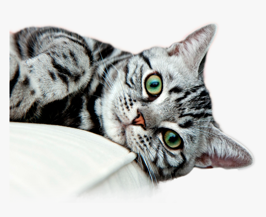 Gatos Png, Transparent Png, Free Download
