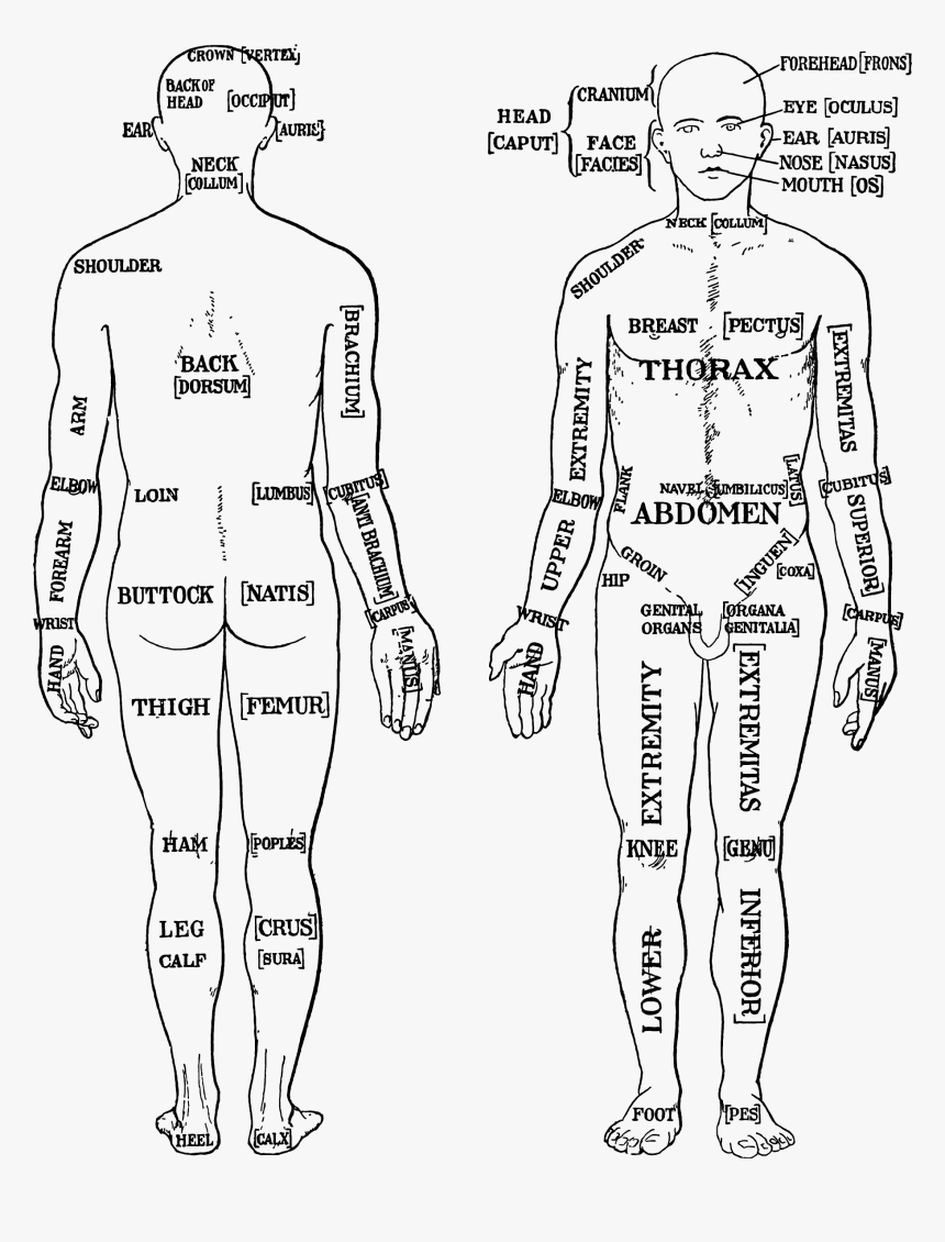 Morris Human Anatomy Diagram 1933 Clip Arts, HD Png Download, Free Download