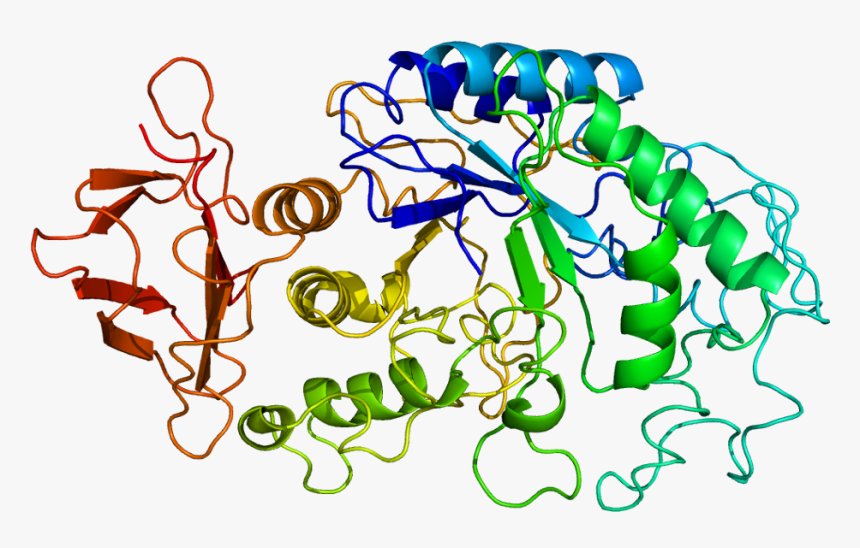 Protein Amy1a Pdb 1b2y, HD Png Download, Free Download