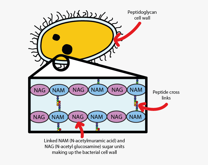 A Bacterium, Protected By Its Peptidoglycan Cell Wall, HD Png Download, Free Download