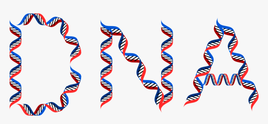 Dna And Weight Loss, HD Png Download, Free Download