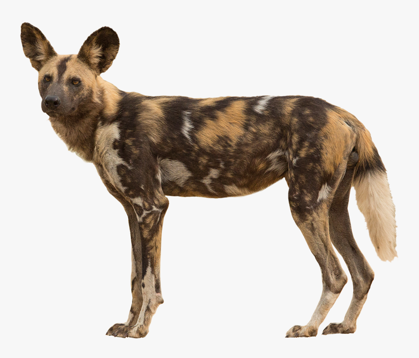 African Wild Dog Transparent , Png Download - African Wild Dog Transparent, Png Download, Free Download